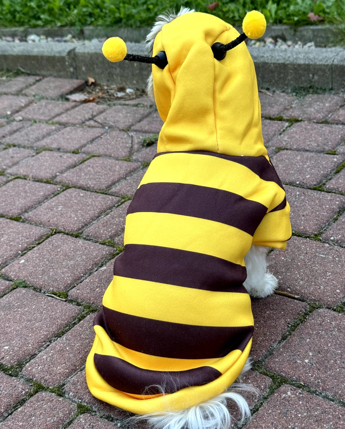 "Bee Dog" Hoodie