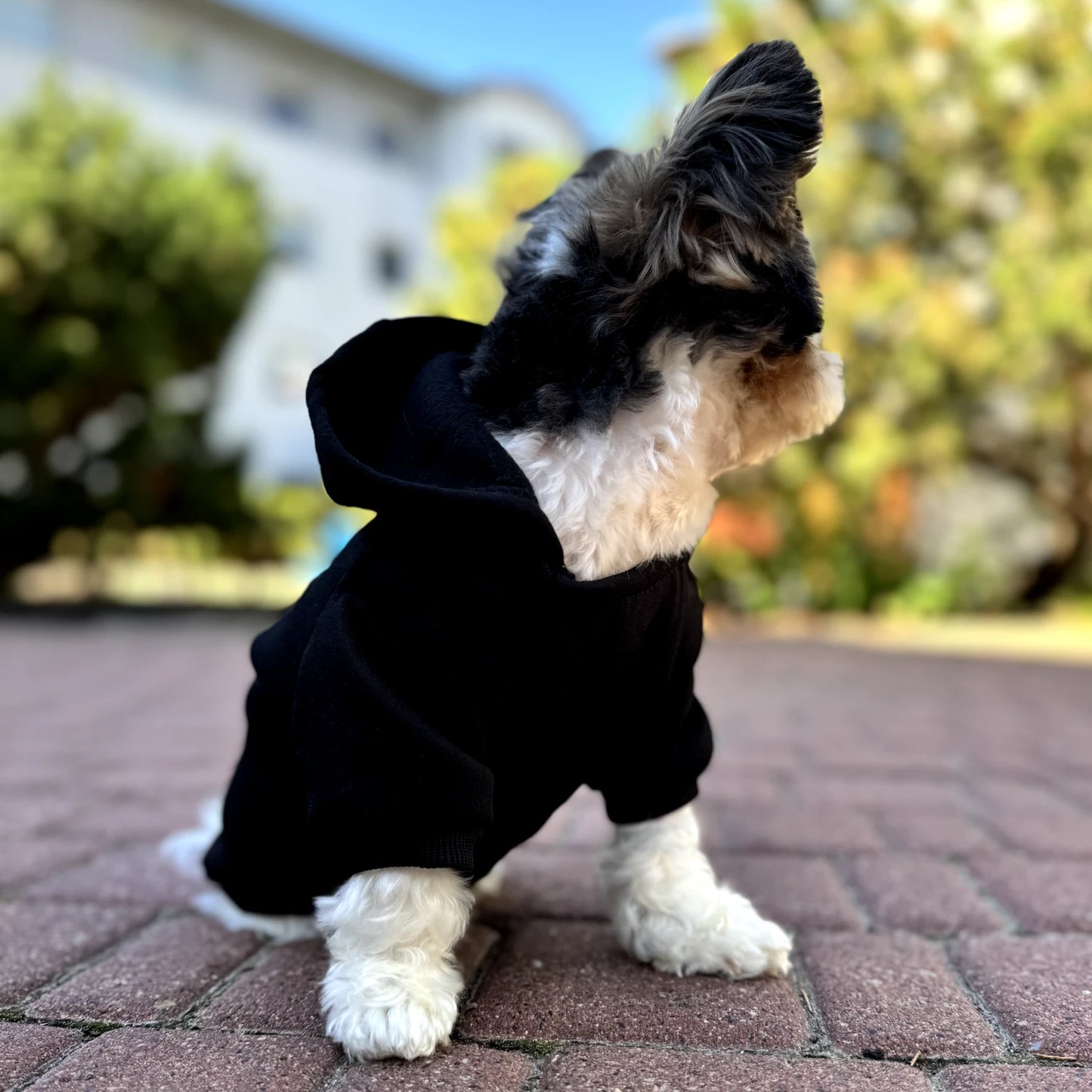 Logo Dog Hoodie