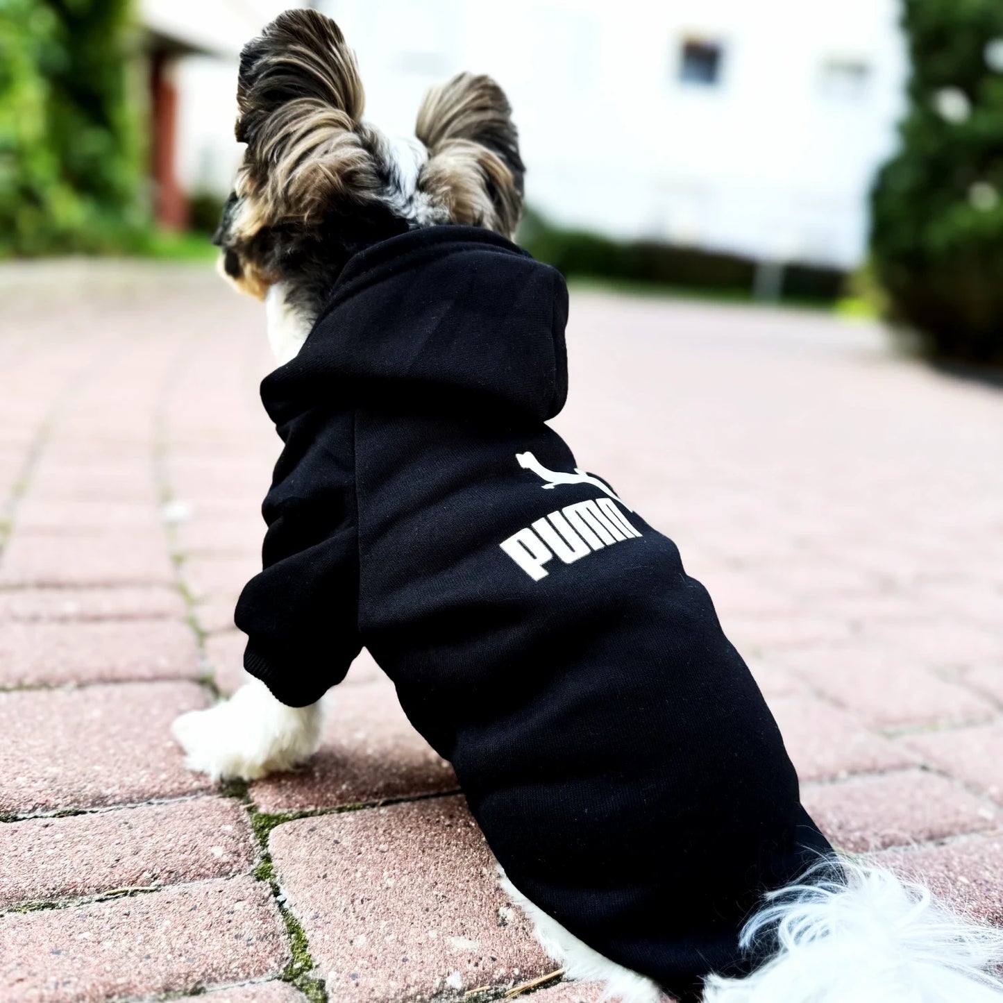 Logo Dog Hoodie