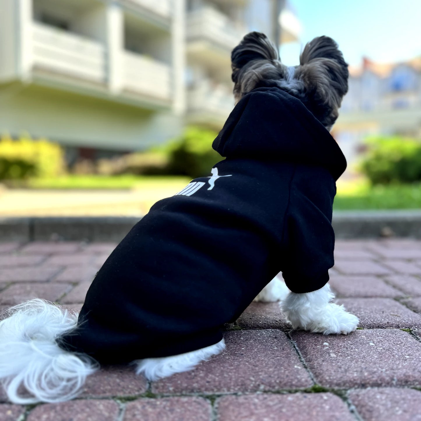 Logo Dog Hoodie