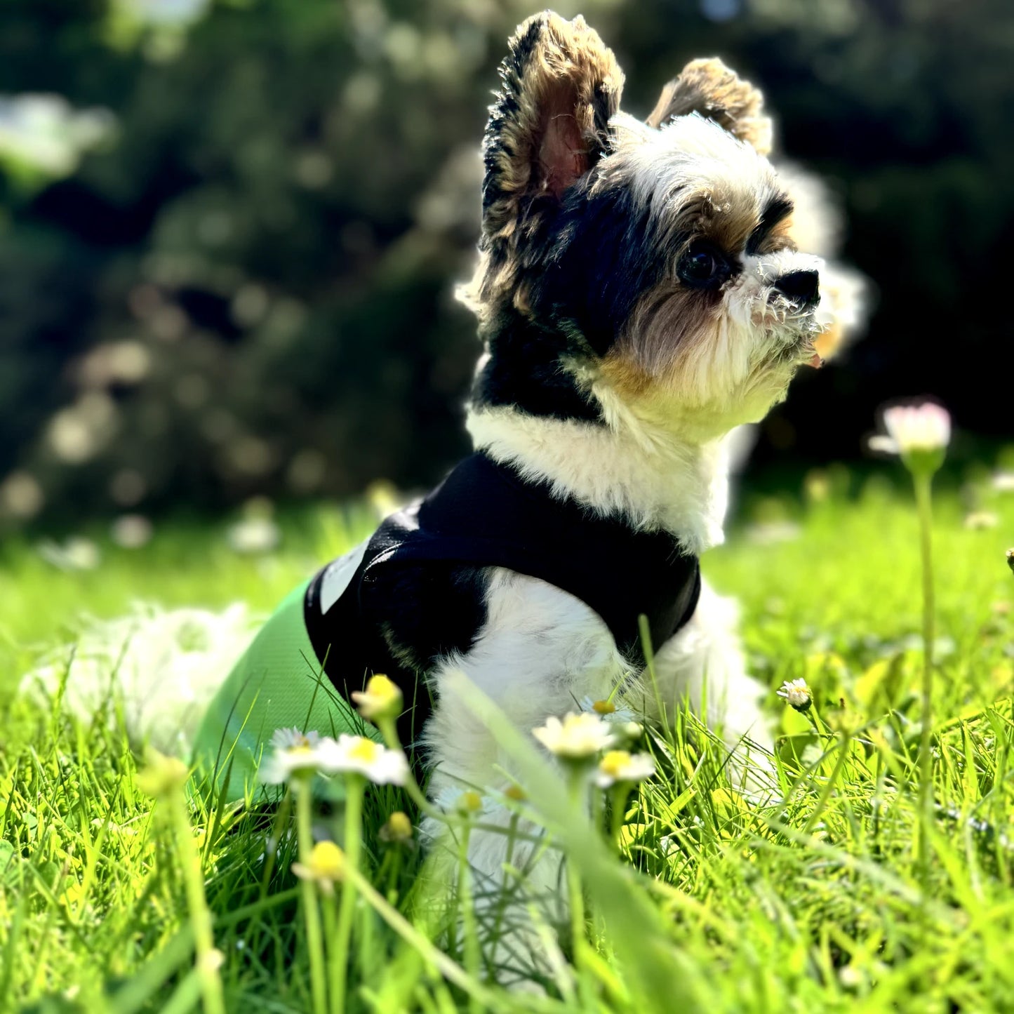 "TDF" Summer Dog Vest