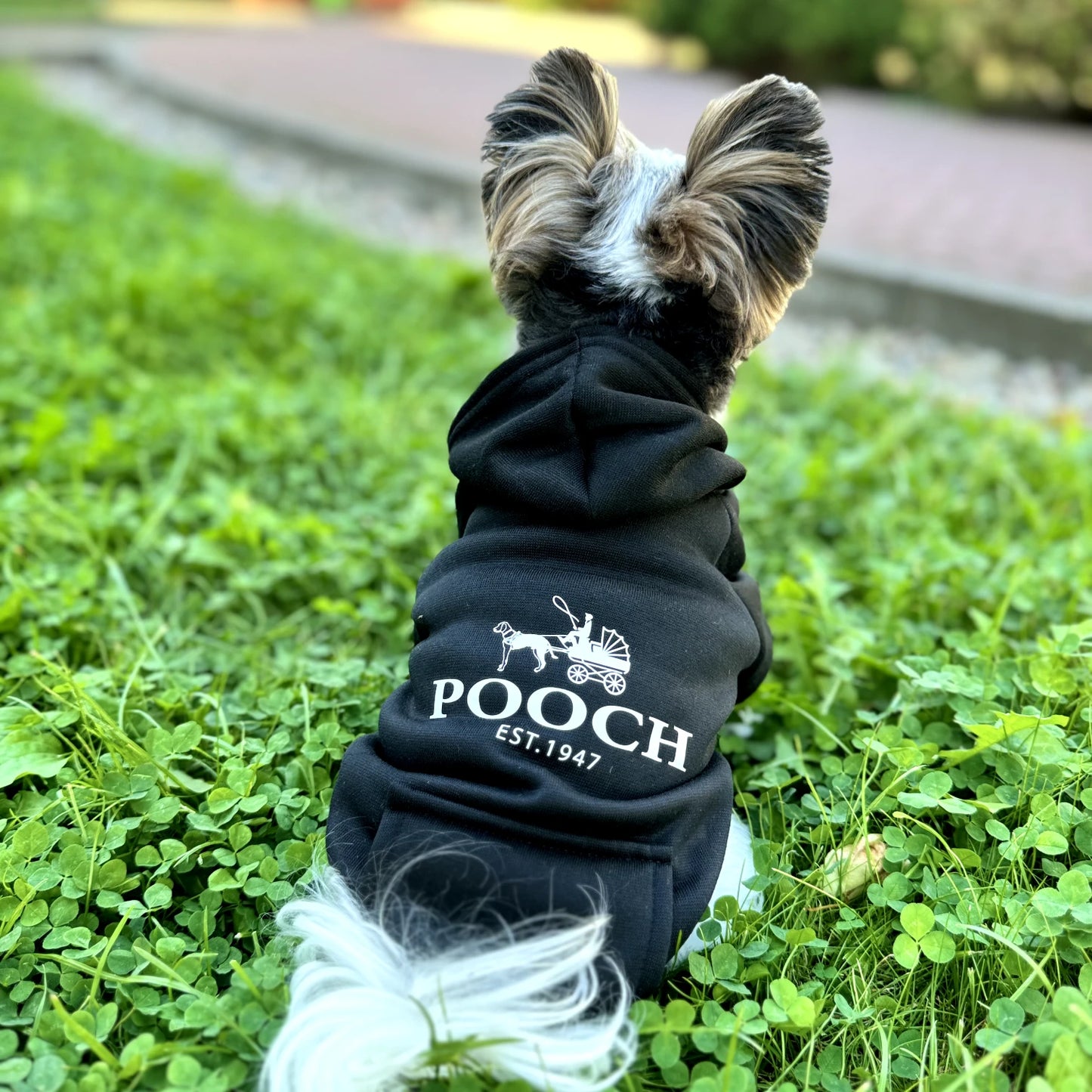 "Pooch" Hoodie