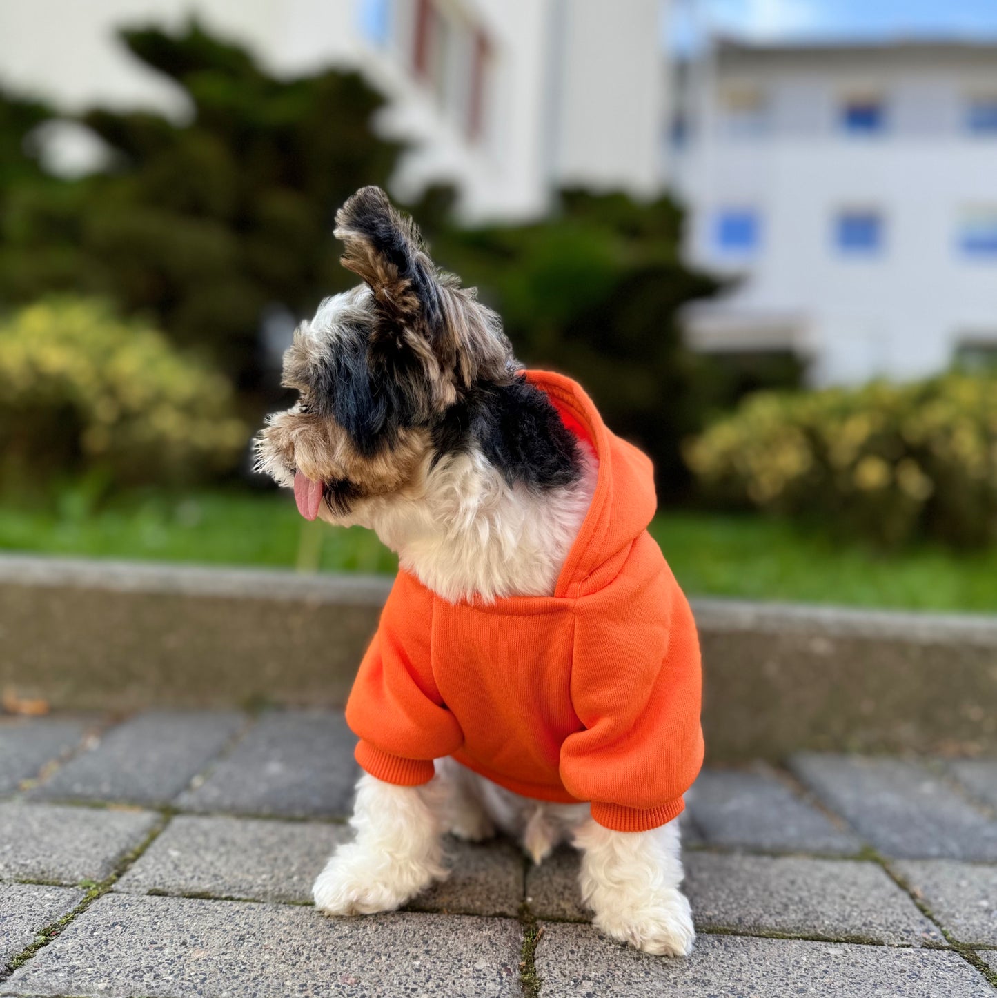 Classic Pet Hoodie